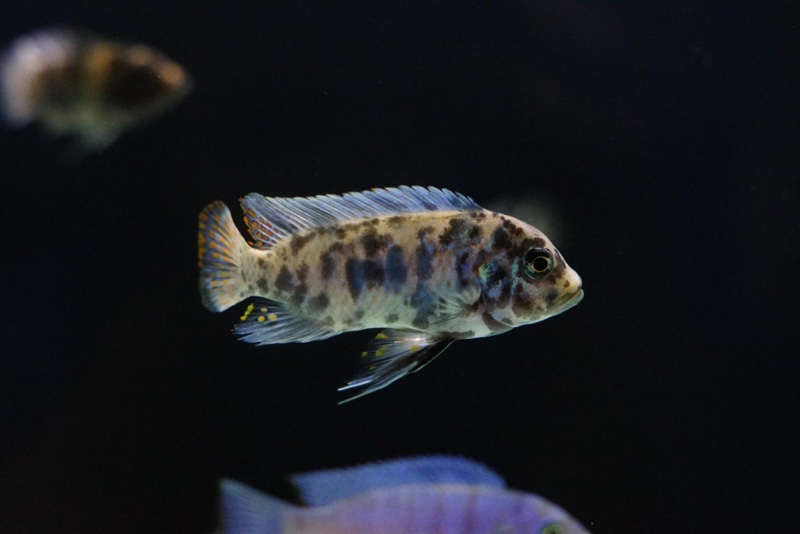 Maylandia zebra 'Chiteko'